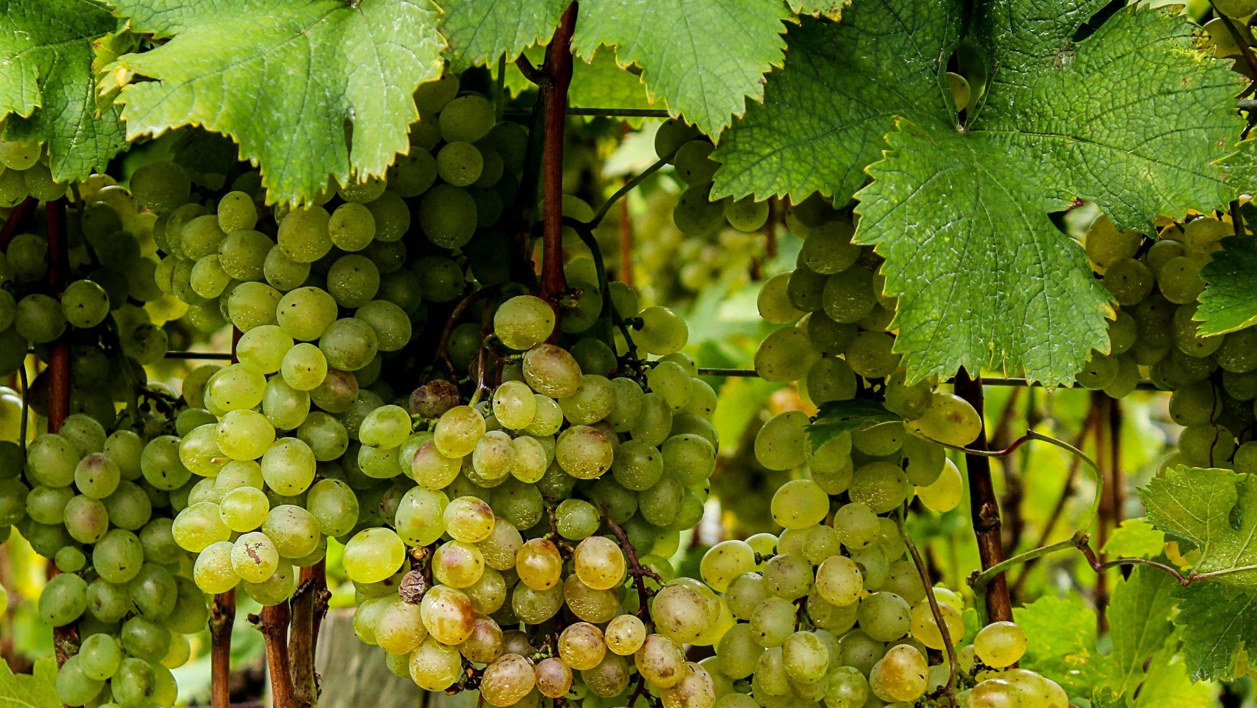 J Field varietal image