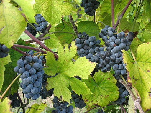 A Field varietal image